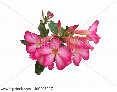 Fresh Pink Desert Rose, Mock Azalea, Pinkbignonia Or Impala Lily Flowers Isolated On White Backgroun