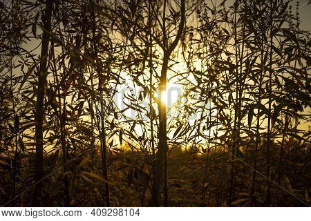 Sunset.sunset In The Forest.forest And Sunset.plants And Trees With The Sunset.image Was Taken Durin