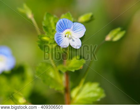 Blue Flower Of Birdeye Speedwell, Veronica Persica