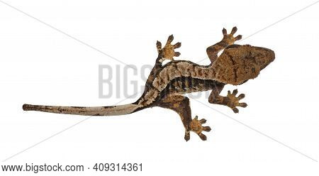 Top View Of Crested Gecko Aka Correlophus Ciliatus. Standing On White Surface. Isolated On White Bac