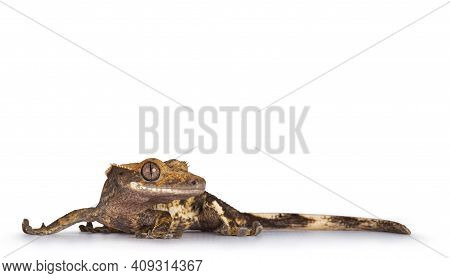 Eye Level Of Brown Yellow Spotted Crested Gecko Aka Correlophus Ciliatus. Standing Side Ways With He