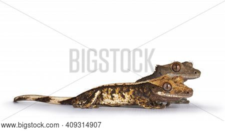 Eye Level View Of Two Crested Gecko's Aka Correlophus Ciliatus. Standing Side Ways. Isolated On Whit