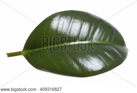 Fresh Green Leaf Of Ficus Elastica Plant Isolated On White