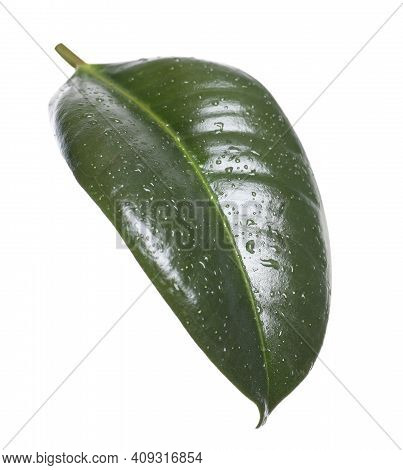 Fresh Green Leaf Of Ficus Elastica Plant Isolated On White