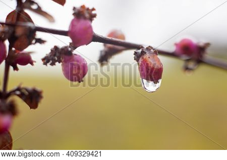 Close-up Of A Hanging Rain Drop At The Pink Berry Of A Garden Shrub