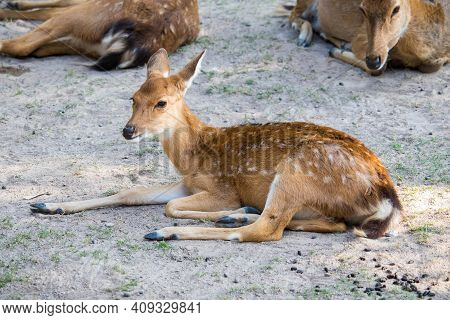 Beautiful Axis Deer In The Nature Habitat In Thailand.beautiful Axis Deer Close Up.