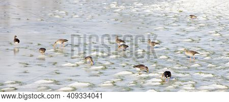 Gray Geese In Snow And Ice On Floodplanes Of River Rhine In The Netherlands On Sunny Winter Day