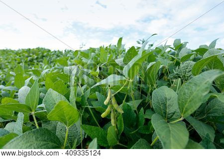 Soybean Crop And Soybean Plants Growing In Rows Ready For Harvest