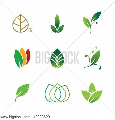Leaf