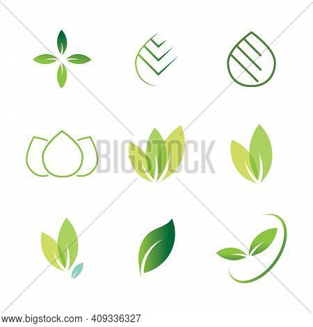 Leaf