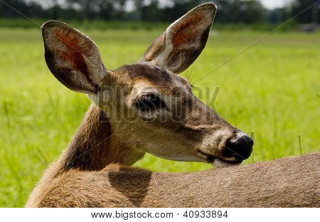 Malé Whitetail Doe