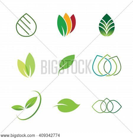 Leaf