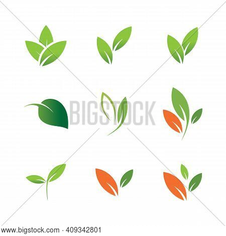 Leaf