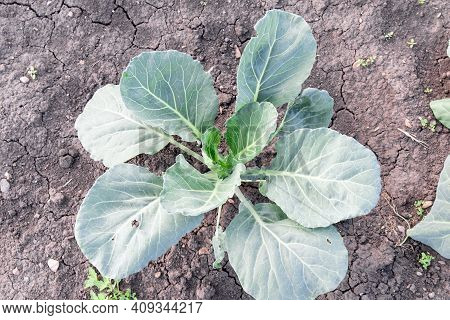 Head Of Green Fresh Cabbage In Ground. Cabbage Grow In The Garden Farm.