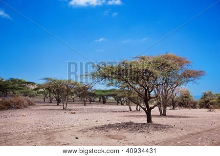 Paisaje de sabana con árboles de acacia en Tanzania, África