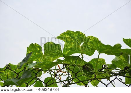 Green Climber Vines And Green Variegated Folios Supported By Wire Mess