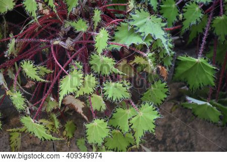 Thorny Green Leaves With Red  And Thorny Stem