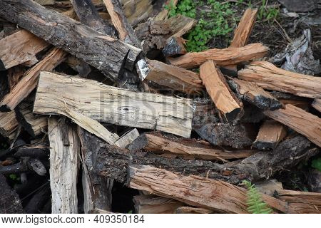 Forest Felled Log With Silvery And Burgundy Fiber
