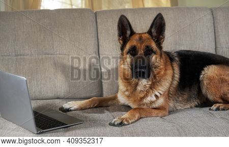 Creative Dog At Remote Work Online. German Shepherd Lies On Couch With Silver Laptop And Makes Smart