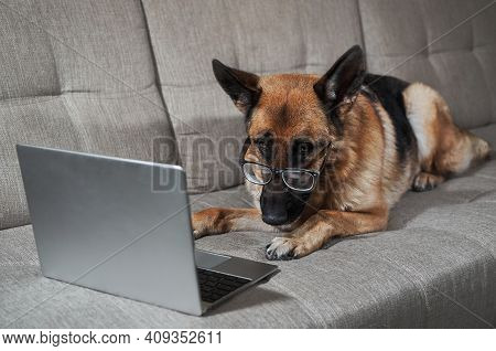 Charming Worker Lies At Home In Living Room And Does His Job. Creative Dog At Remote Work Online. Ge