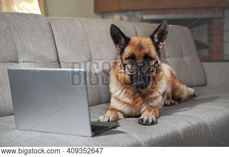 Charming Worker Lies At Home In Living Room And Does His Job. Creative Dog At Remote Work Online. Ge
