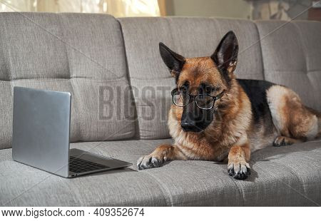 Charming Worker Lies At Home In Living Room And Does His Job. Creative Dog At Remote Work Online. Ge