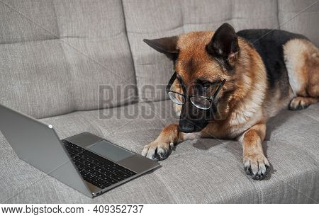 Charming Worker Lies At Home In Living Room And Does His Job. Creative Dog At Remote Work Online. Ge