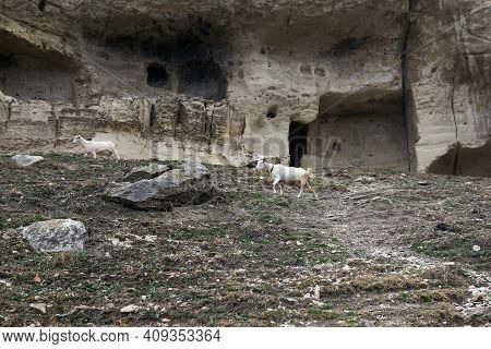 Goats Roam On A Hillside Under The Walls Of The Abandoned Medieval Cave Town