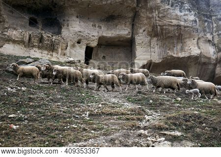 Flocks Of Sheep Roam On A Hillside Under The Walls Of The Abandoned Medieval Cave Town