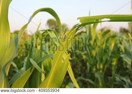 Corn Leaf Damage By Insect And Pest, Corn Leaf Damaged By Fall Armyworm