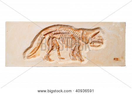 Fossili