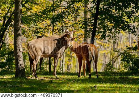 Antelope Nilgai (boselaphus Tragocamelus) Is Among Largest Asian Antelope. Nilgai Resides Throughout