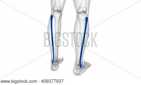 Human Skeleton Anatomy Fibula Bone 3D Rendering