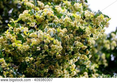 Linden Blossoms, Linden Flowers On A Tree In Sunny Weather, Linden - A Honey-bearing Medicinal Plant