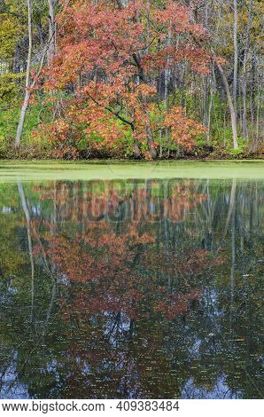 A Brilliant Maple Tree Reflecys Its Image Onto A Pond At Green Valley Forest Preserve In Dupage Coun