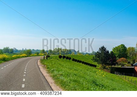 Spring Nature Landscape With Yellow Blossom Of Rapeseed Plants In Betuwe, Gelderland, Netherlands