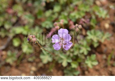 Dalmatian Cranesbill - Latin Name - Geranium Dalmaticum