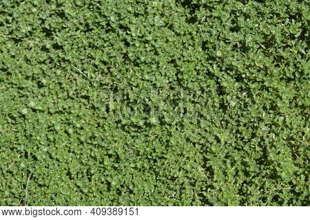 Wild Thyme - Latin Name - Thymus Polytrichus