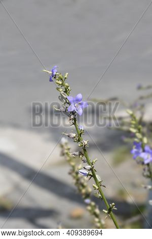 Chimney Bellflower - Latin Name - Campanula Pyramidalis