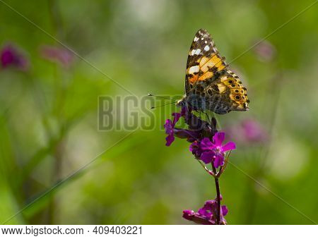 Orange Butterfly. Butterfly Vanessa Cardui, Sitting On A Wildflower Viscaria Vulgaris. Pink Meadow F