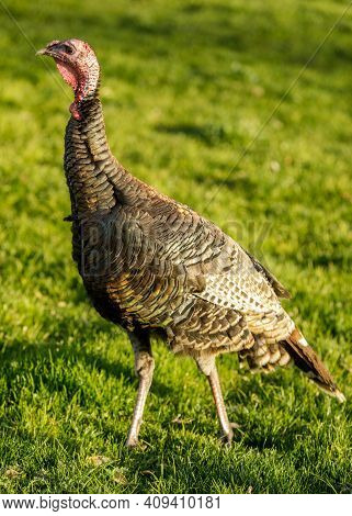Wild Turkey Hen Grazing On Grass. Berkeley Marina, Alameda County, California, Usa.