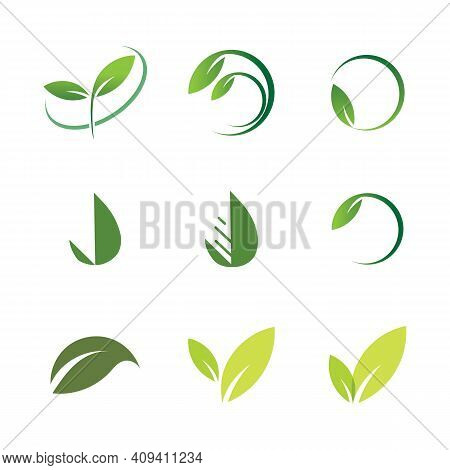 Leaf