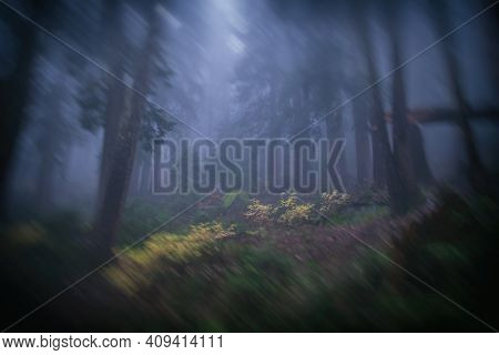 Abstract Landscape From Smithbrook Trail - Skykomish, Washington