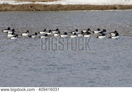 The Common Goldeneye (bucephala Clangula). Sea Ducks During Migration On The River.