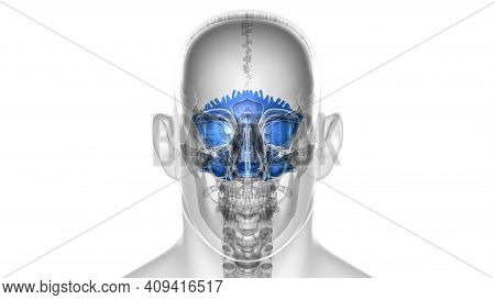 Human Skeleton Skull Occipital Bone Anatomy For Medical Concept