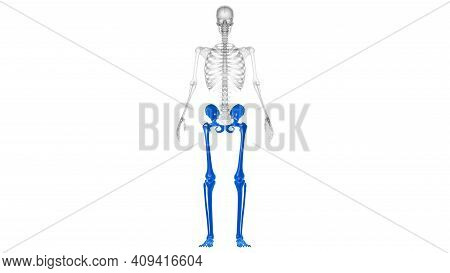 Human Skeleton Lower Limbs Anatomy 3d Illustration