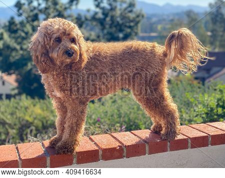 Cavapoo Dog Outside In The Garden, Mixed -breed Of Cavalier King Charles Spaniel And Poodle.