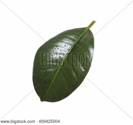Fresh Green Leaf Of Ficus Elastica Plant Isolated On White