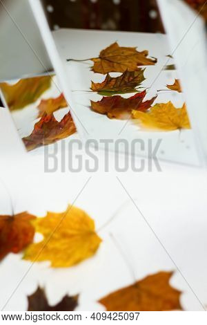 Defocus Multicolored Red Yellow Dry Autumn Maple Foxes Are Reflected In The Mirror. Difference Conce