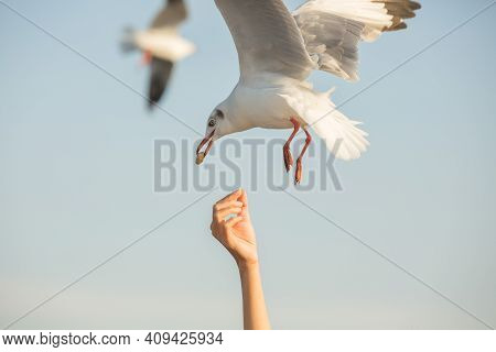 Seagulls From Siberia
Are Flying To Eat Food From Human Hands